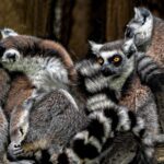 Unlock the Potential of Your NNN Lease with a Calculator Tool